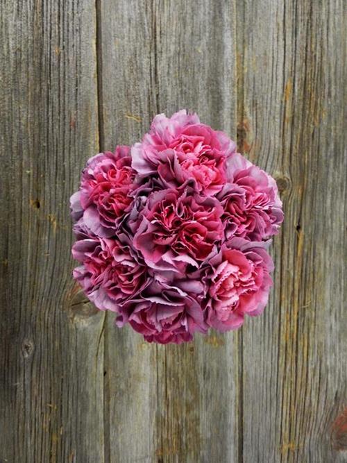 HYPNOSIS BI-COLOR PURPLE/PINK CARNATIONS